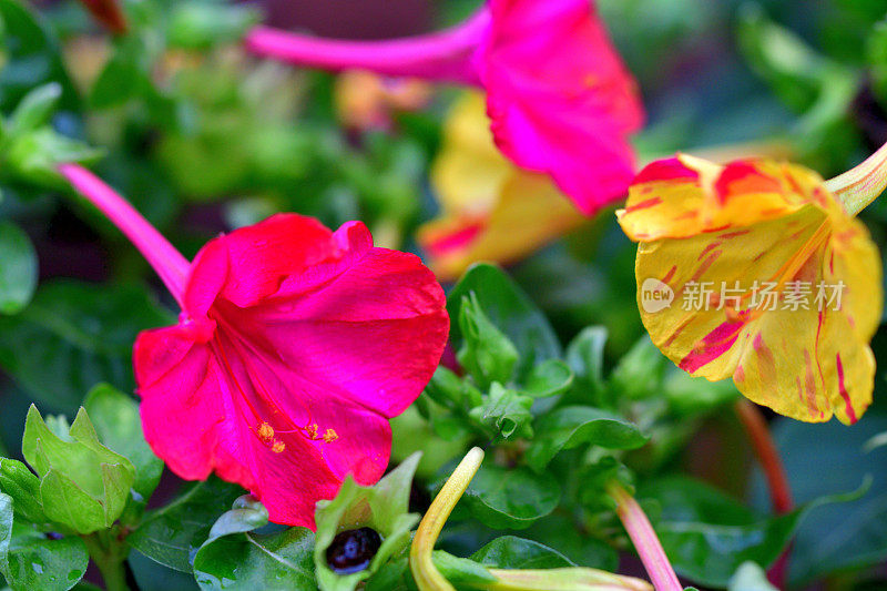 紫茉莉/四点钟花/紫茉莉科